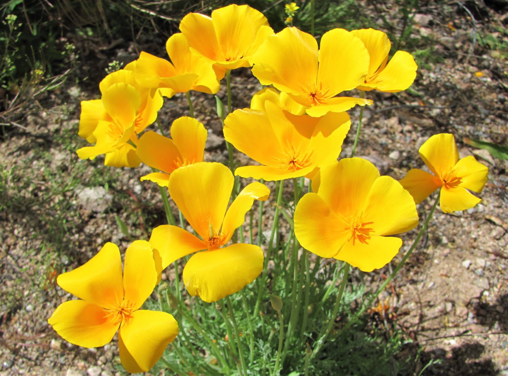 Poppies in bloom